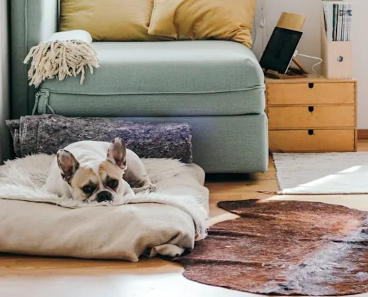A tidy lounge with a sofa and a dog asleep on a cushion.